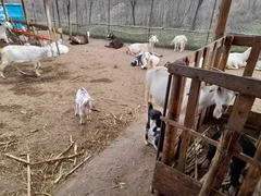 Capre de vanzare (30-35). Sunati pentru detalii